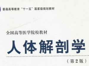 人體解剖學